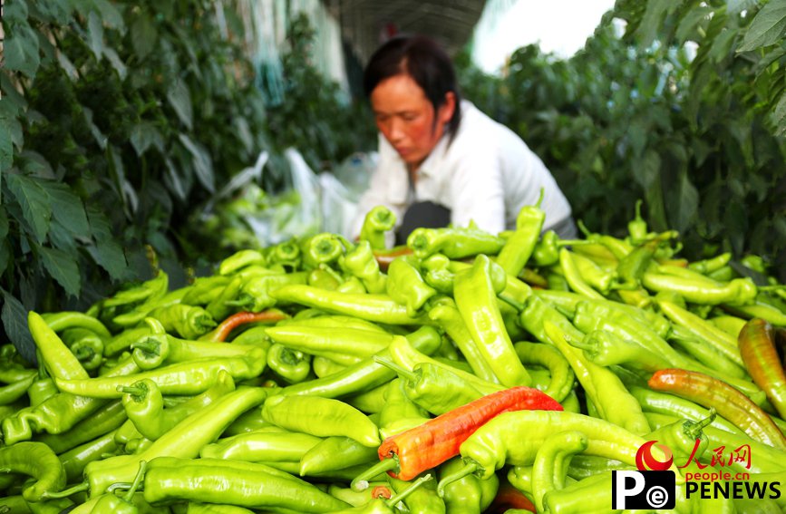 Vegetable industry brings wealth to farmers in C China