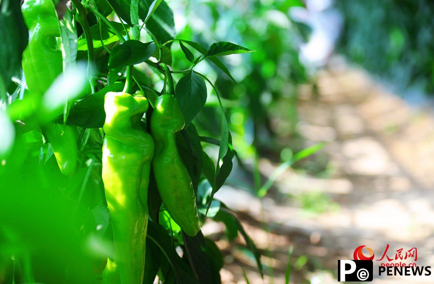 Vegetable industry brings wealth to farmers in C China
