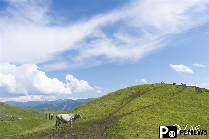 Xinjiang beef reaches dining tables nationwide