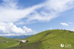Xinjiang beef reaches dining tables nationwide