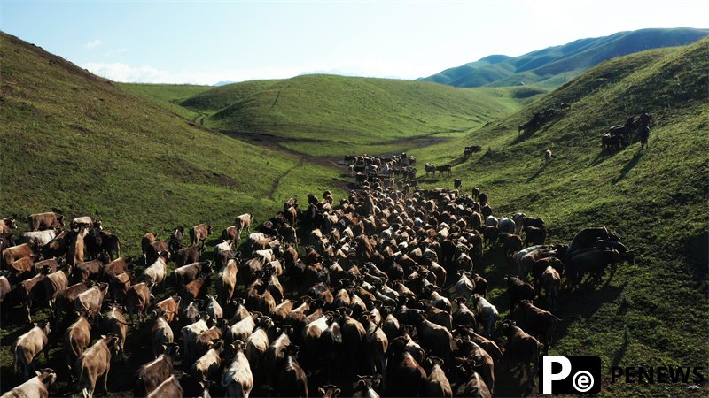 Xinjiang beef reaches dining tables nationwide