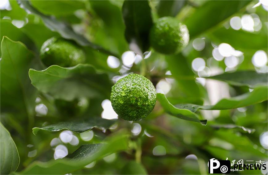 Avocado industry brings economic prosperity in Menglian, SW China’s Yunnan