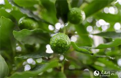 Avocado industry brings economic prosperity in Menglian, SW China’s Yunnan