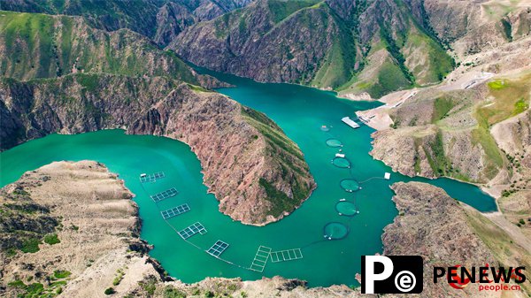 Xinjiang salmon reaches dinner tables around the world