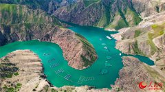 Xinjiang salmon reaches dinner tables around the world