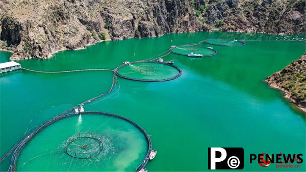 Xinjiang salmon reaches dinner tables around the world
