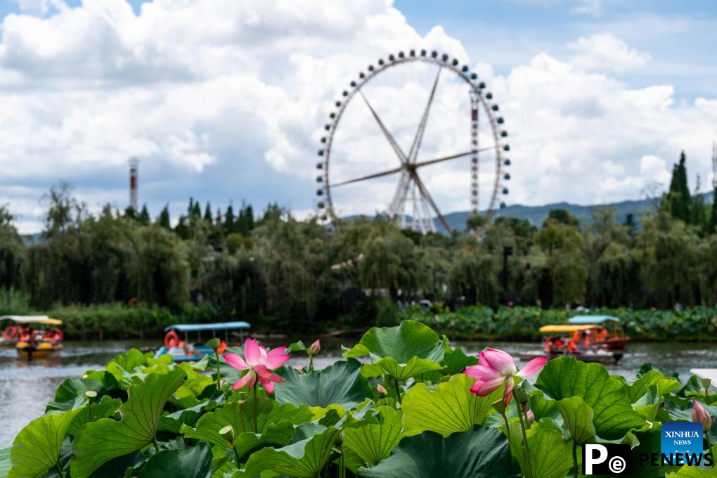 Visitors enjoy lotus flowers at Daguan Park in Kunming