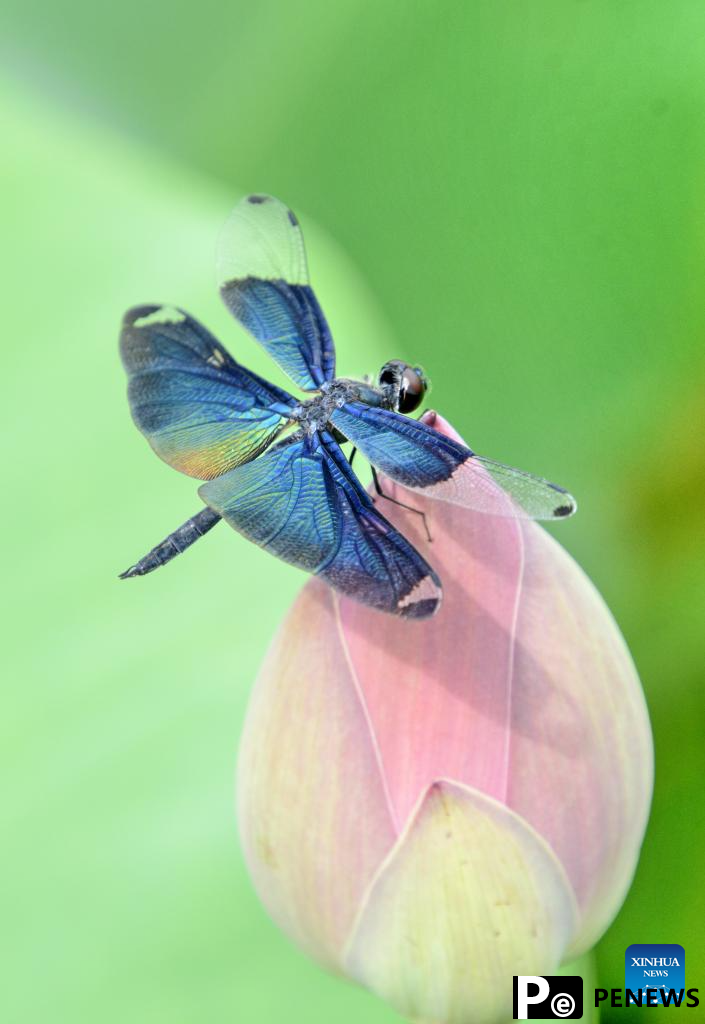 In pics: lotus flowers at Yuanmingyuan Park in Beijing