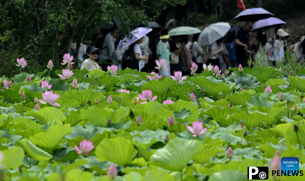 In pics: lotus flowers at Yuanmingyuan Park in Beijing