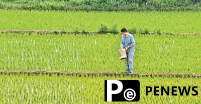 "Science and technology backyards" propel rural revitalization in NE China