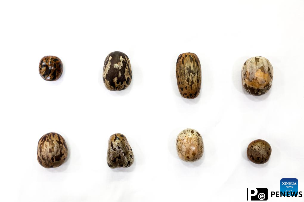 Chinese researchers breed new rubber tree varieties in Hainan