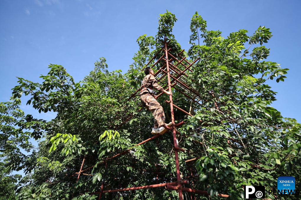 Chinese researchers breed new rubber tree varieties in Hainan