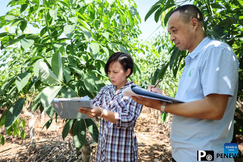 Chinese researchers breed new rubber tree varieties in Hainan