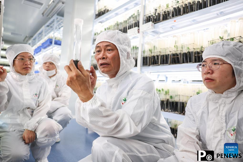 Chinese researchers breed new rubber tree varieties in Hainan