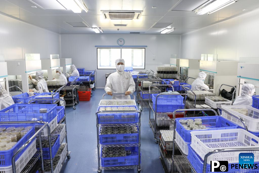 Chinese researchers breed new rubber tree varieties in Hainan