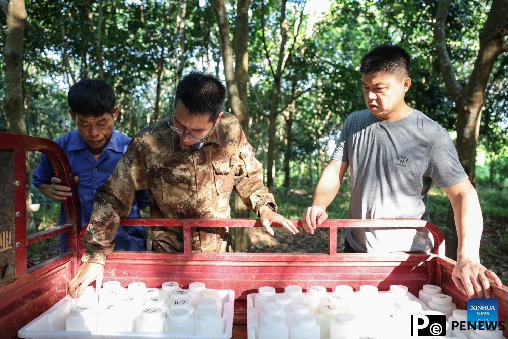Chinese researchers breed new rubber tree varieties in Hainan