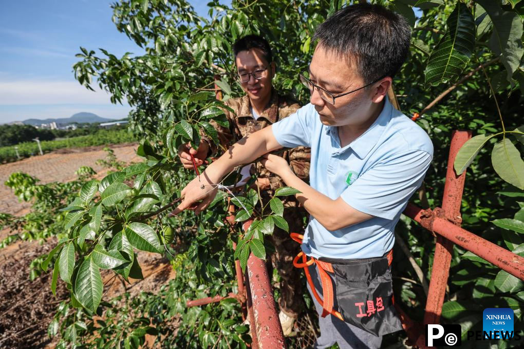 Chinese researchers breed new rubber tree varieties in Hainan