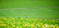 Picturesque summer view in N China’s Ulgai Grassland