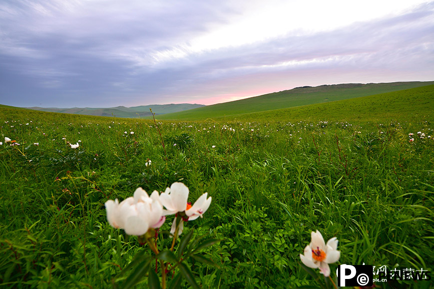 Picturesque summer view in N China’s Ulgai Grassland