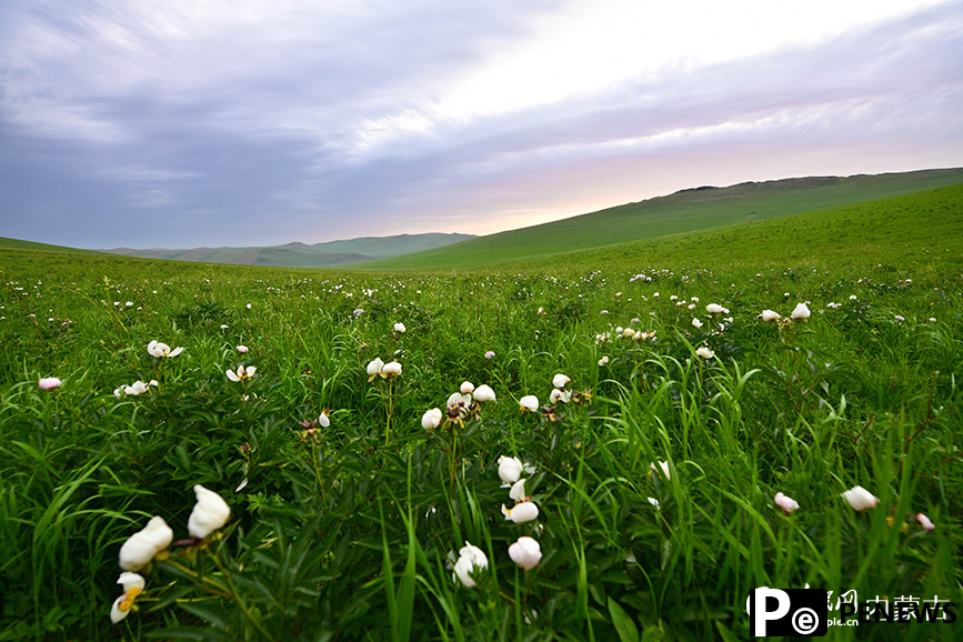 Picturesque summer view in N China’s Ulgai Grassland