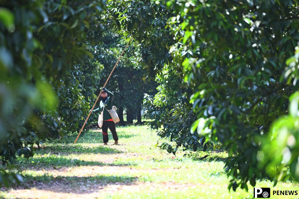 How ASEAN fruits efficiently, conveniently enter China