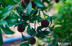 The secret behind Chinese bayberries’ international breakthrough