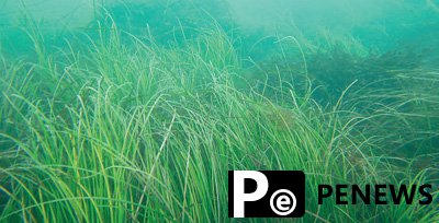 Chinese researchers vow to restore seagrass beds
