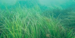 Chinese researchers vow to restore seagrass beds