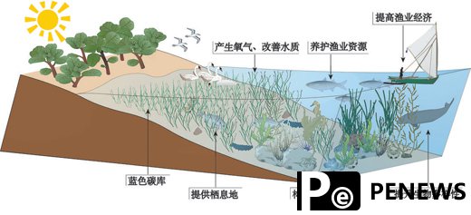 Chinese researchers vow to restore seagrass beds