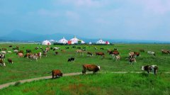 Embark on an exciting journey to Hohhot in Inner Mongolia