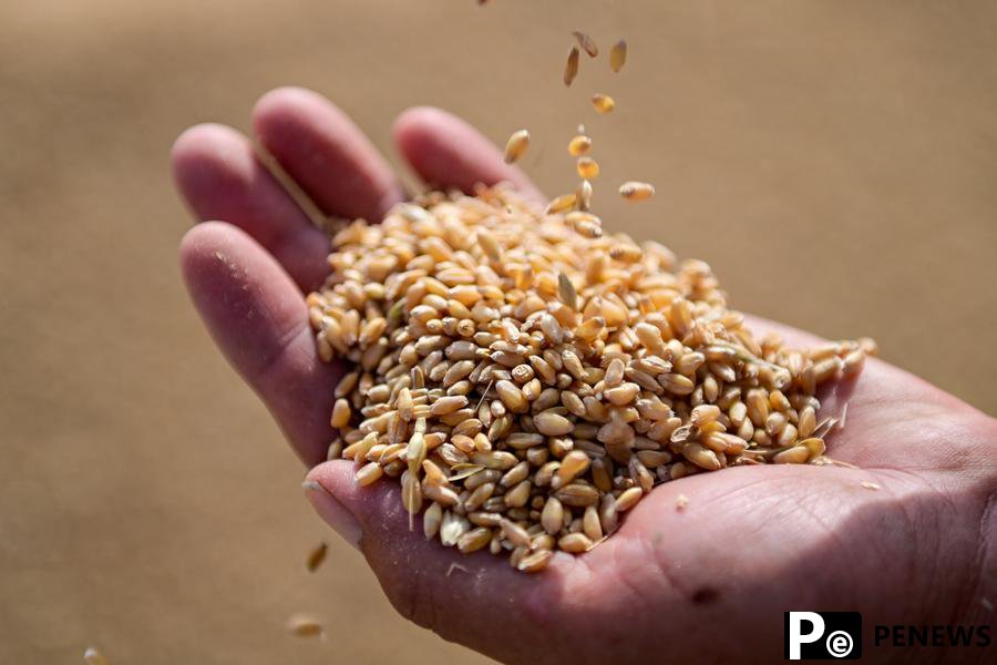 Chinese researchers find new gene enhancing wheat yields in saline soils