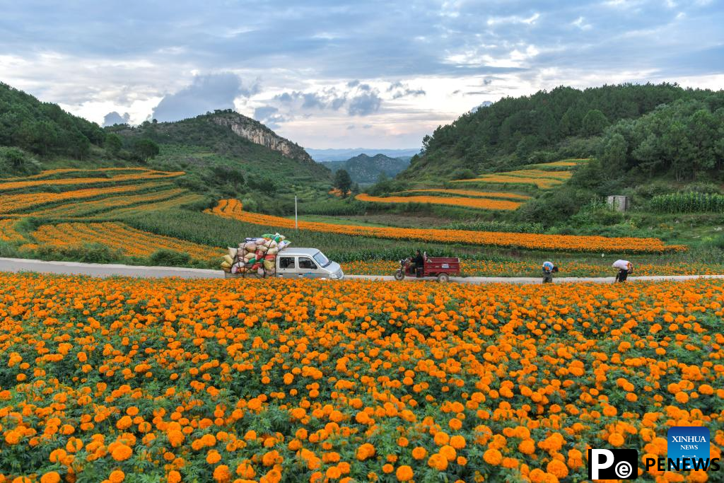 Marigolds in full bloom in Weining County, SW China