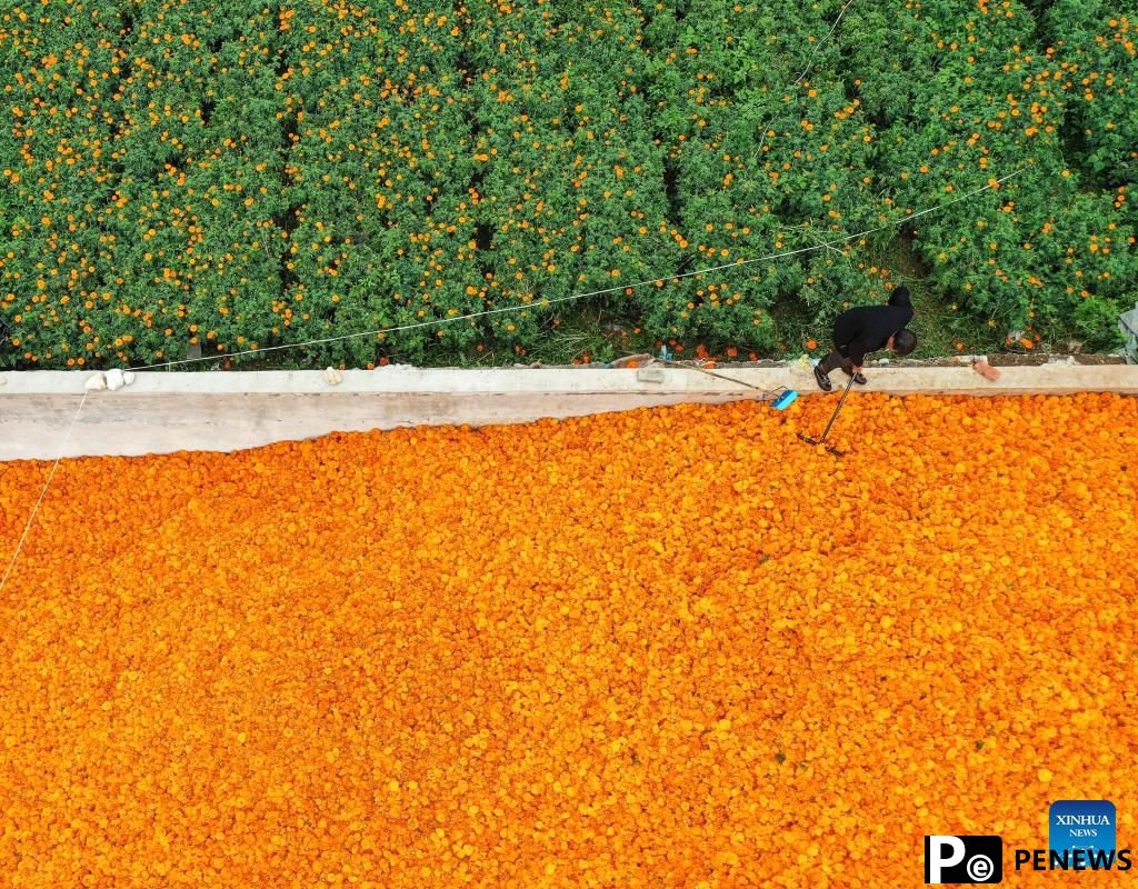 Marigolds in full bloom in Weining County, SW China