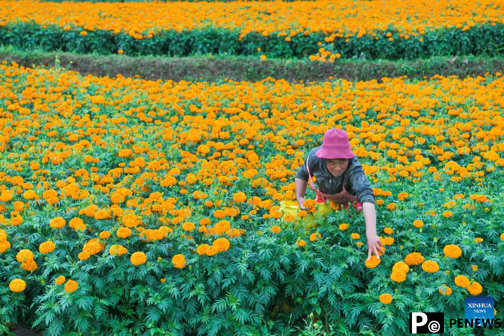 Marigolds in full bloom in Weining County, SW China