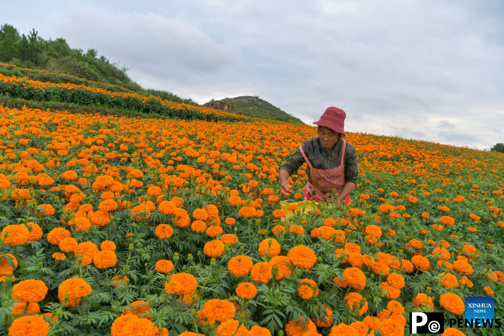 Marigolds in full bloom in Weining County, SW China