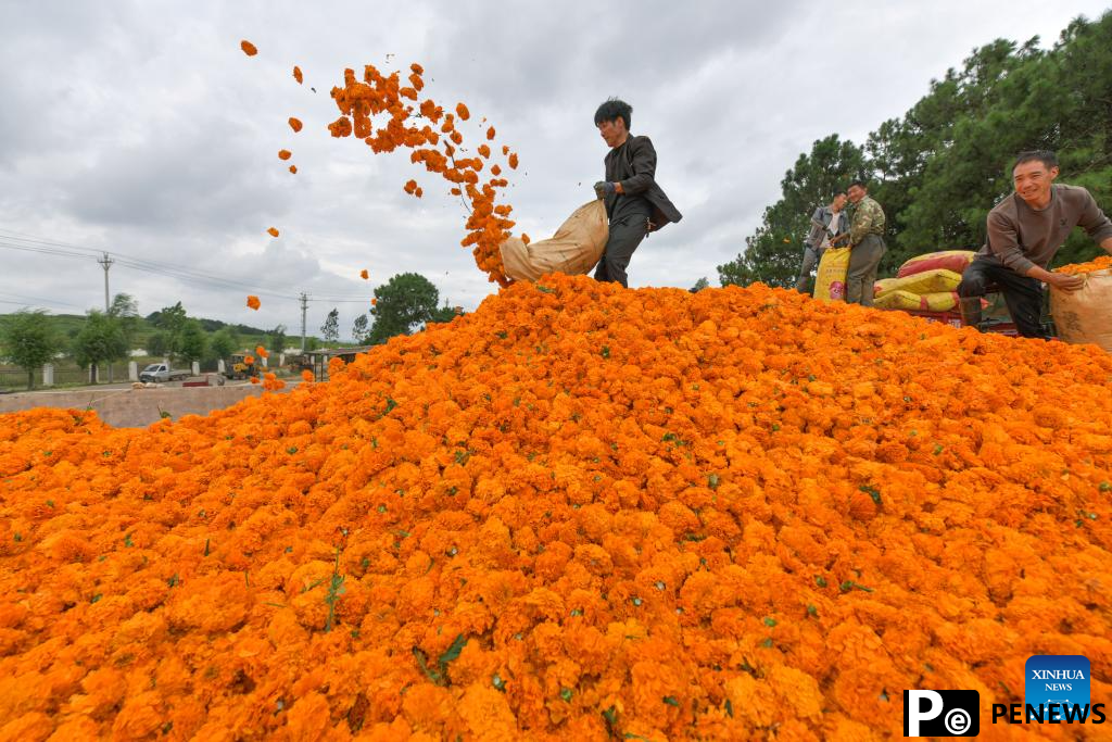 Marigolds in full bloom in Weining County, SW China