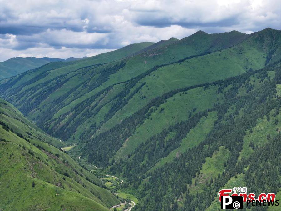Natural scenery of Makehe primitive forest farm in Qinghai