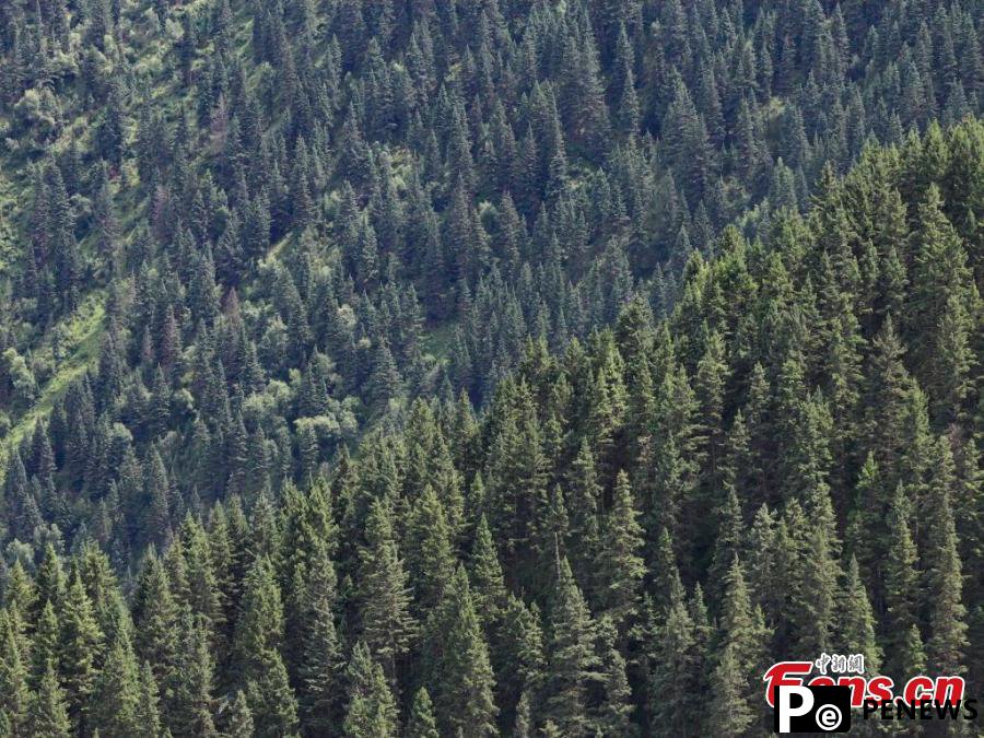 Natural scenery of Makehe primitive forest farm in Qinghai
