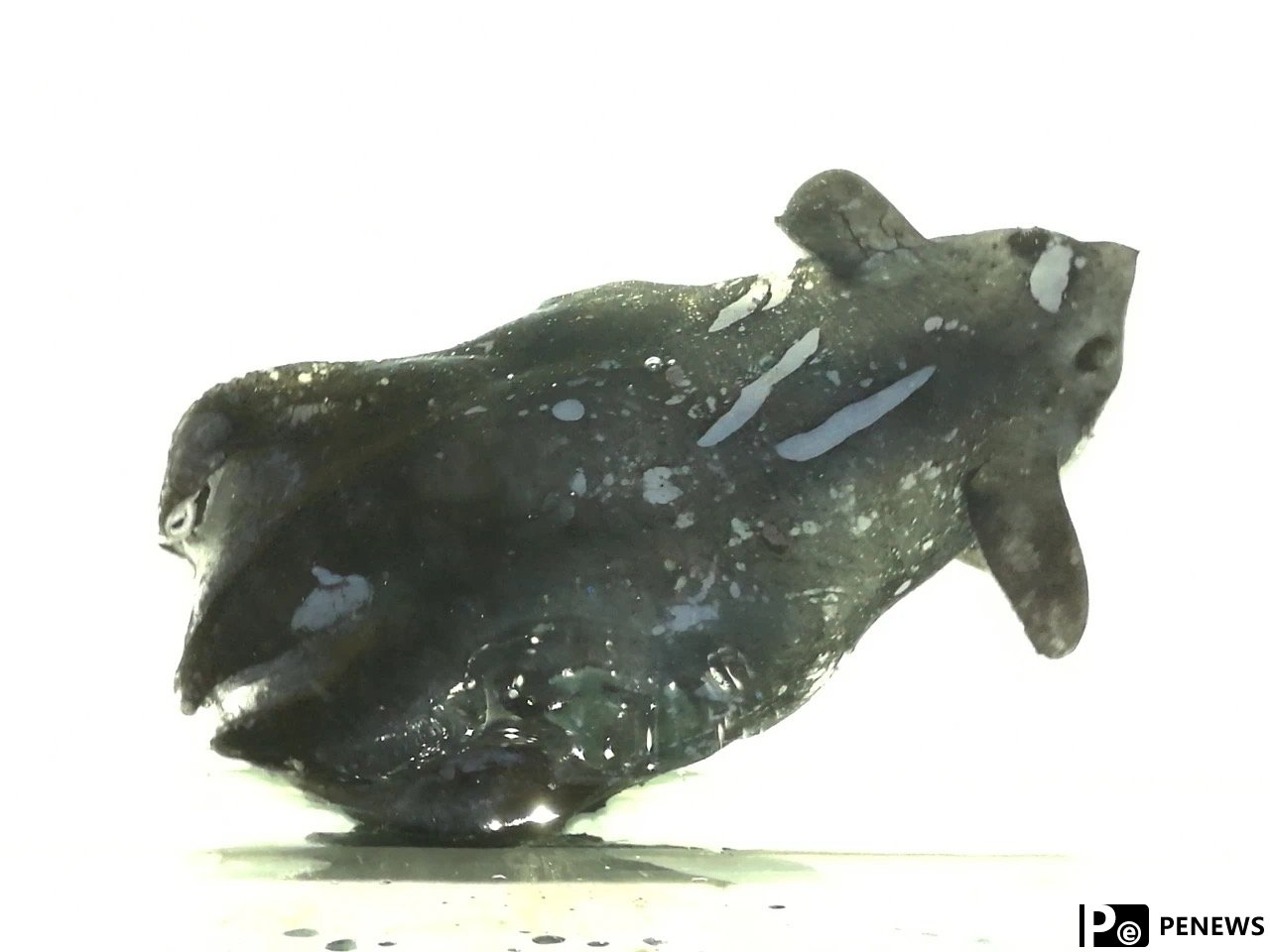 Chinese scientists discover new species similar to vampire squid in South China Sea