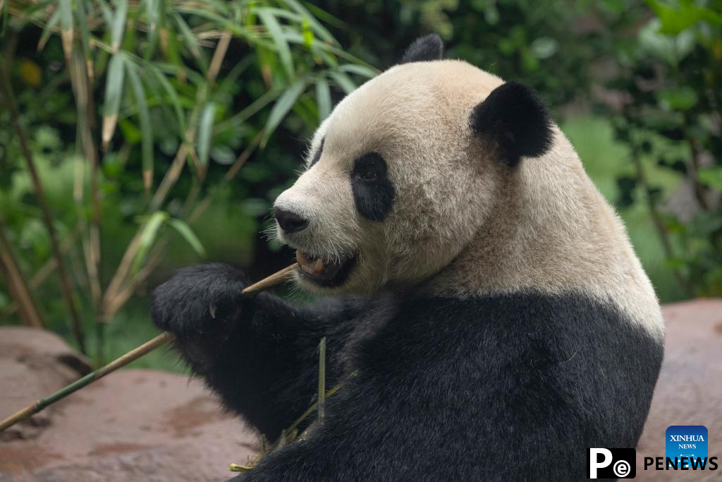 Panda pair from China to debut at U.S. San Diego Zoo next month