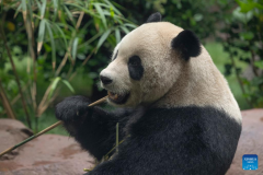 Panda pair from China to debut at U.S. San Diego Zoo next month