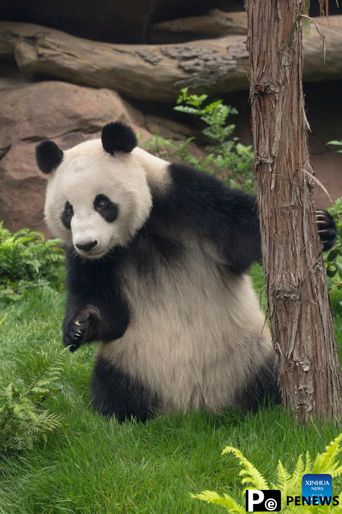 Panda pair from China to debut at U.S. San Diego Zoo next month