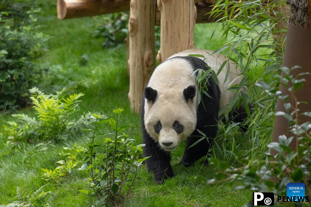 Panda pair from China to debut at U.S. San Diego Zoo next month