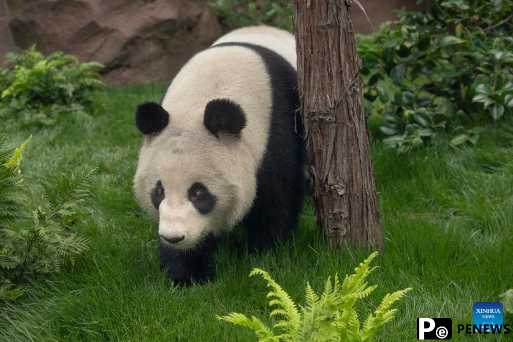 Panda pair from China to debut at U.S. San Diego Zoo next month
