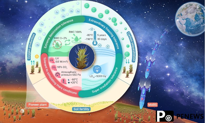 Xinjiang scientists discover plant with potential to survive on Mars
