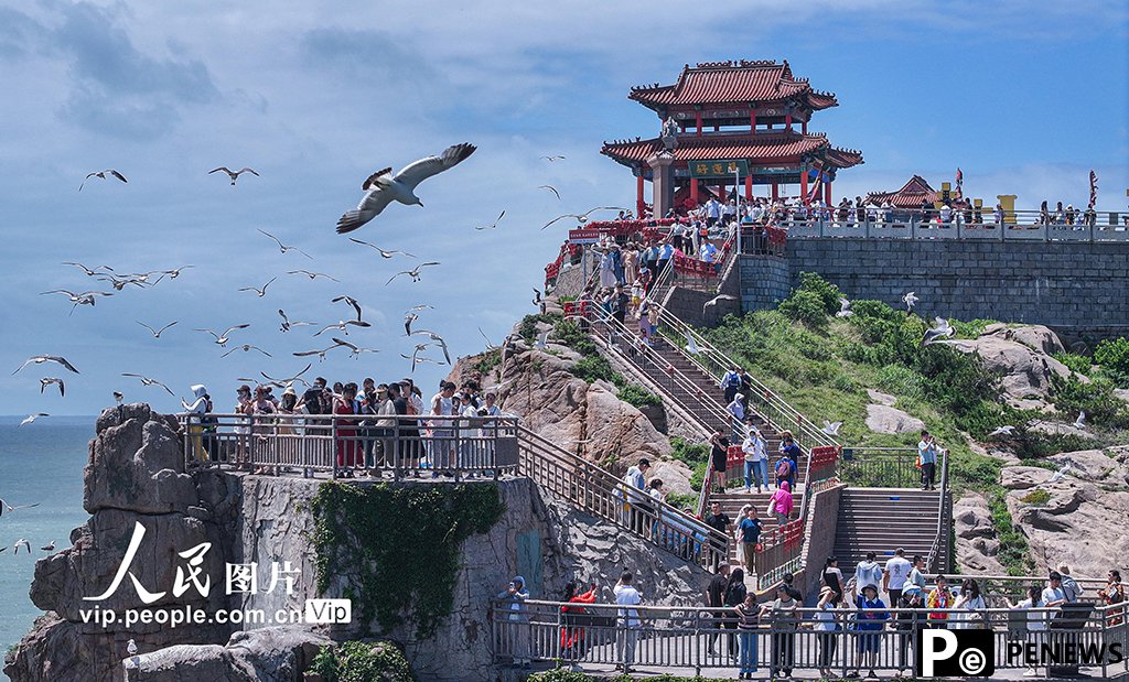 Black-tailed gulls attract visitors to east China