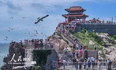 Black-tailed gulls attract visitors to east China's coastal city