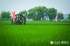 Farmers in NE China's Heilongjiang cultivate thriving rice business