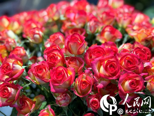 Flower industry thrives in Lanzhou New Area, NW China
