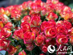 Flower industry thrives in Lanzhou New Area, NW China's Gansu